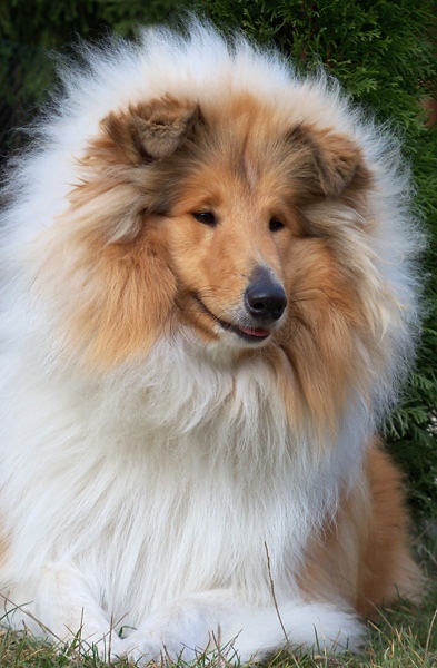 Samantha Sue Zelené tuje