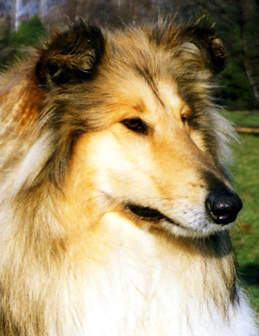 Golden Gwendy ze Zlaté Jalny