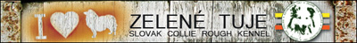 zelene-tuje-collies