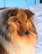 Cinnamon Candy Zelené tuje