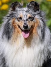 Blue Bellflower Fatranský sen