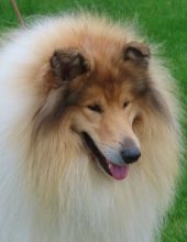 Lynmead Famous Lover